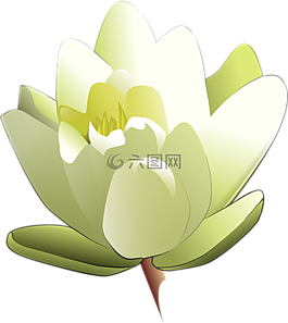 百合,白,莲花