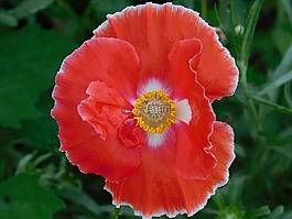 罌粟,花,野花