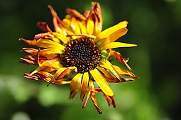花,綠色,黃色