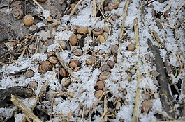 雪,蝸牛,殼