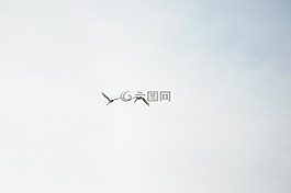 天鵝,天空,云