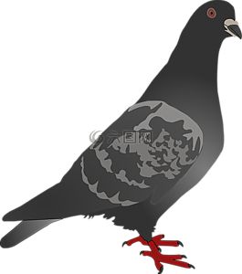 鴿子,鳥(niǎo),動(dòng)物