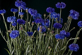 鮮花,矢車菊,藍色