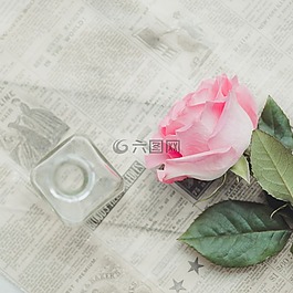 玫瑰,靜物,粉紅色