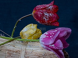 鮮花,郁金香,豐富多彩