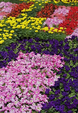 鮮花,床,花園
