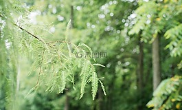 樹,綠色,夏天