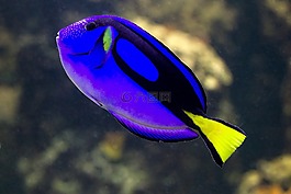魚,深海魚,藍色