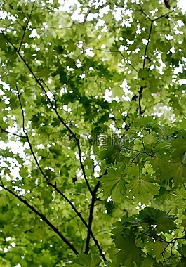 樹,分支機(jī)構(gòu),審美
