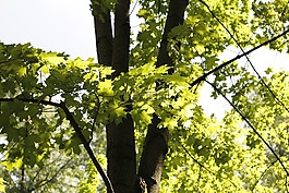 樹(shù),分支機(jī)構(gòu),審美