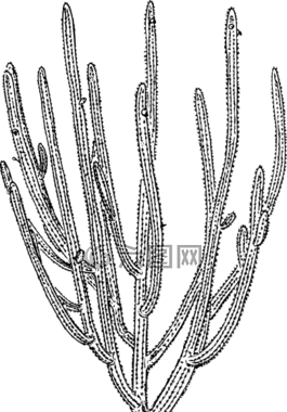 仙人掌,假阳具仙人掌,植物