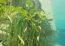 水下,攝影,池塘植物