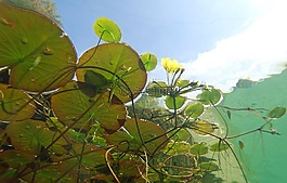 水下,攝影,池塘植物