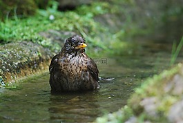 黑鳥,鳥,鳴鳥