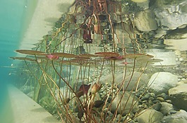 水下,攝影,池塘植物
