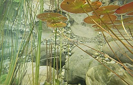 水下,攝影,池塘植物