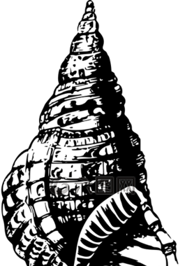 動(dòng)物,海灘,海洋