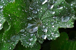 银色外套,叶子,雨滴