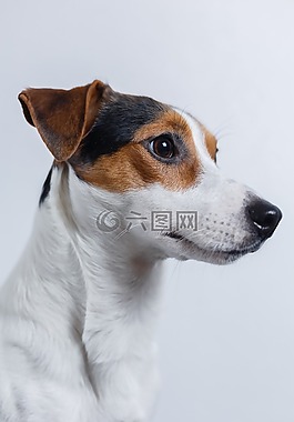 狗,杰克羅素,小獵犬
