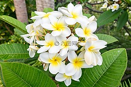 花,灌木,自然