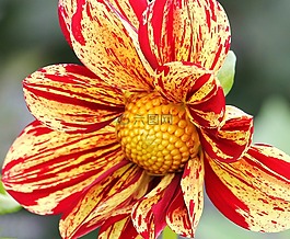 娇琴纱,georgine,花