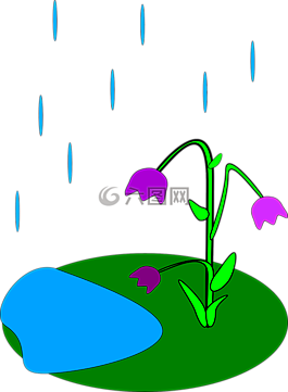 鮮花,雨,水