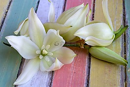 花,開花,白