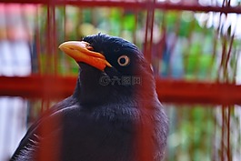 鳥,歐椋鳥,動物