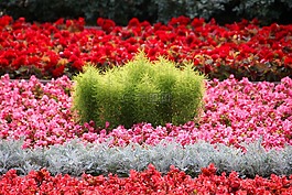 鮮花,床,花園