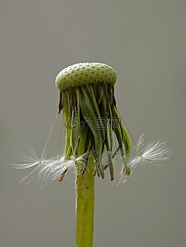 蒲公英,性質(zhì),指出花
