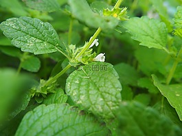 香脂,檸檬香脂,綠色