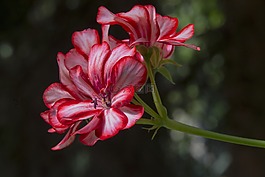 花卉,天竺葵,紅色花