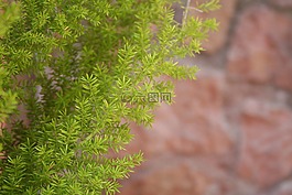 廠,綠色,印象