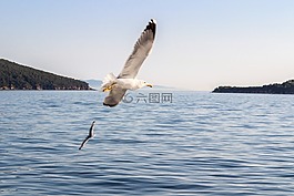 海鷗,海,自然