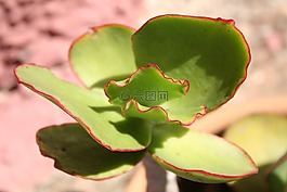 仙人掌,熱帶,熱帶地區(qū)