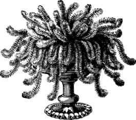 室內(nèi)植物,葉,葉菜類