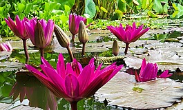 性質(zhì),花,廠