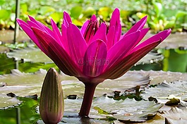 性質(zhì),花,廠
