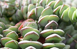 仙人掌,熱帶,熱帶地區(qū)