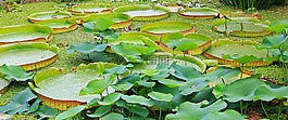 百合垫,seerosen板,维多利亚