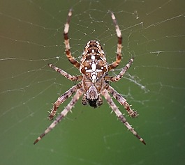 蜘蛛,web,特写