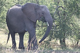 象,非洲,野生動(dòng)物園