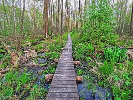 森林,行人天橋,濕地