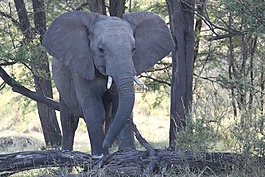 象,非洲,野生動(dòng)物園