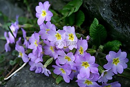 野生報春花,歐洲報春花,報春花枕頭