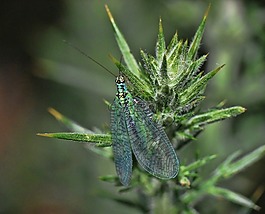 昆蟲,特寫,翅膀