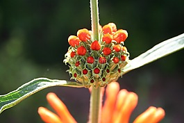 金银花,花,花花园