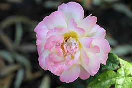 玫瑰,粉紅色,玫瑰花園