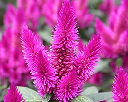 花,粉红色,conicle