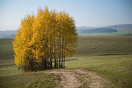 樹,黃色,秋